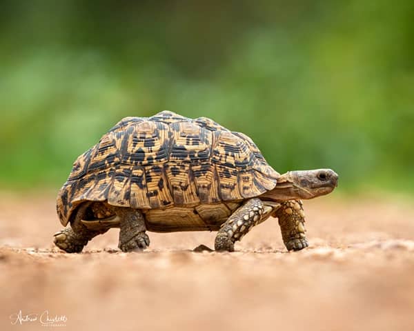 animals of the kruger national park leopard tortoise