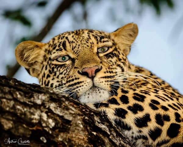 animals of the kruger national park leopard