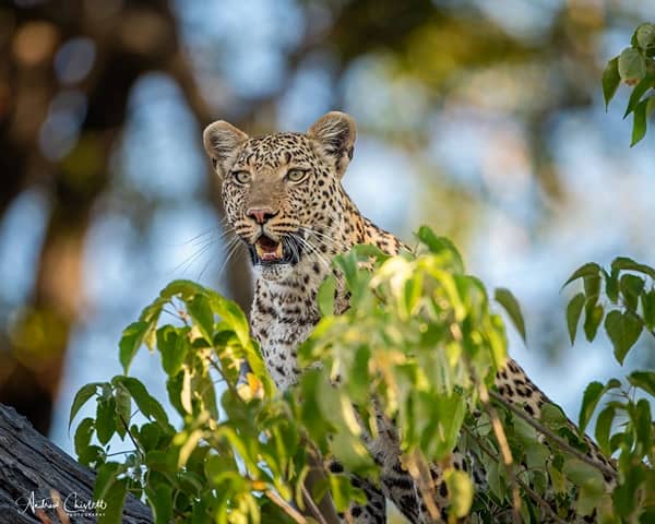 difference between leopard and jaguar behavioural differences