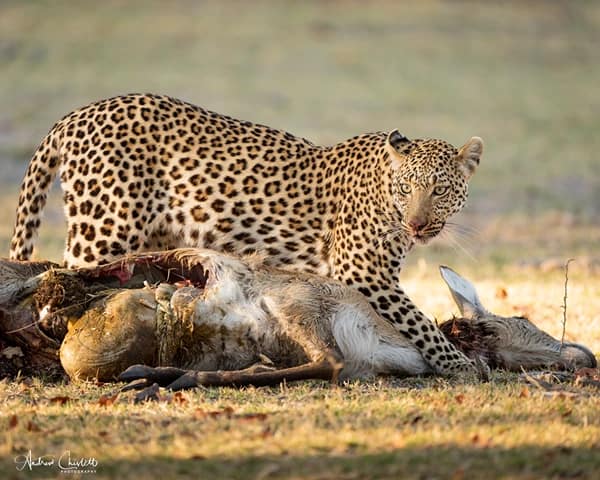 difference between leopard and jaguar behavioural differences