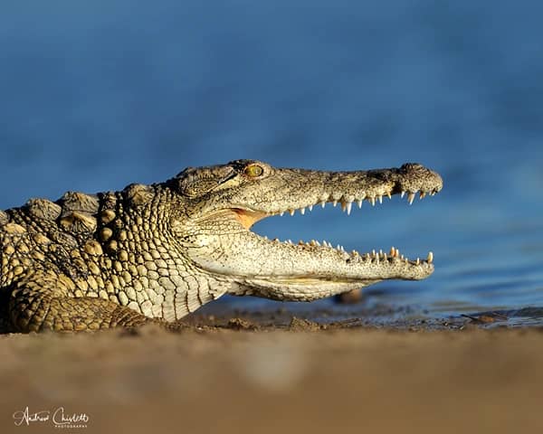 animals of the kruger national park crocodile