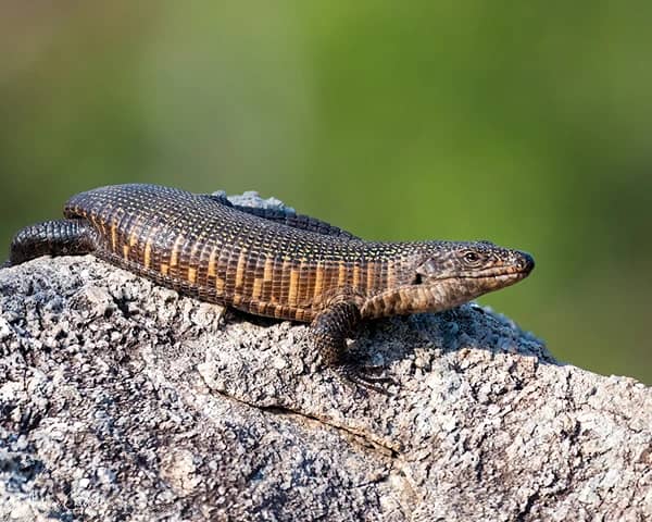 animals of the kruger park plated lizard