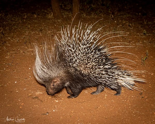 animals of the kruger park porcupine