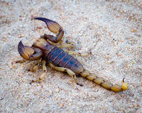 animals of the kruger national park scorpion