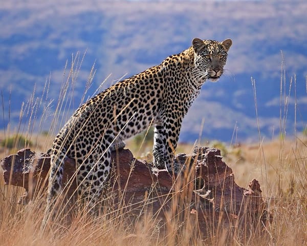 malaria free safaris south africa marakele leopard