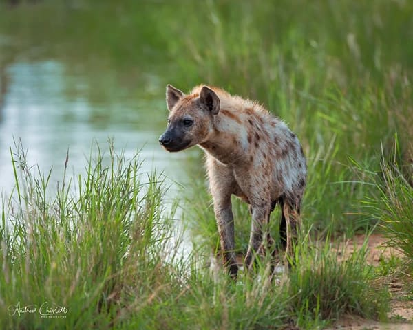 animals of the kruger national park spotted hyena