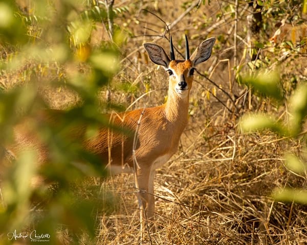 animals that mate for life of the kruger national park steenbok