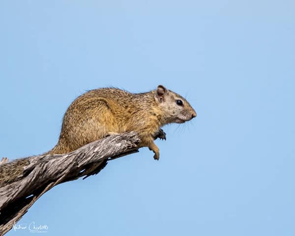 animals of the kruger national park tree squirrel
