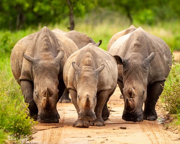 animals of the kruger national perk white rhino