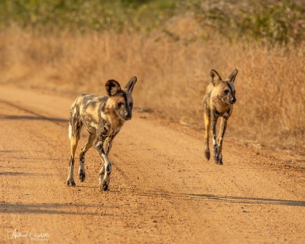 animals that mate for life wild dog