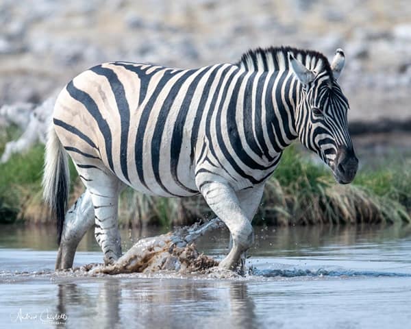 animals of the kruger national park zebra