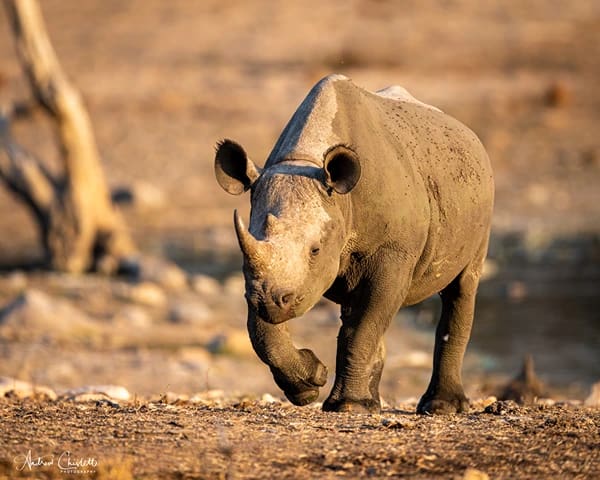do animals attack safari vehicles black rhino