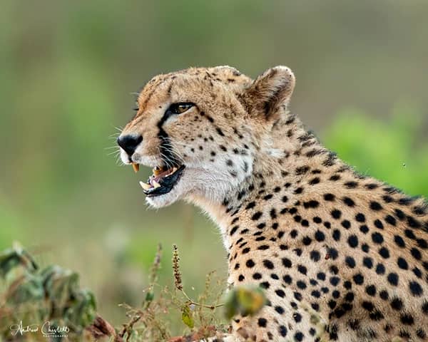 do animals attack safarivehicles
