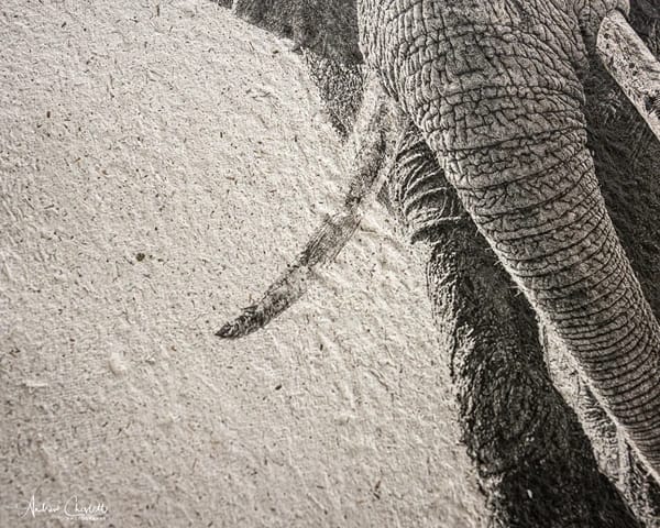 elephant dung paper for wildlife prints