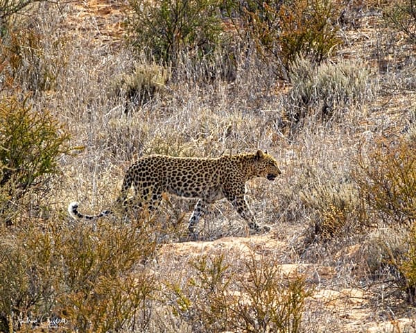 top 10 safari tips kgalagadi leopard