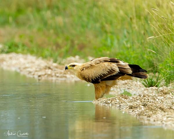top 10 safari tips kgalagadi tawny eagle