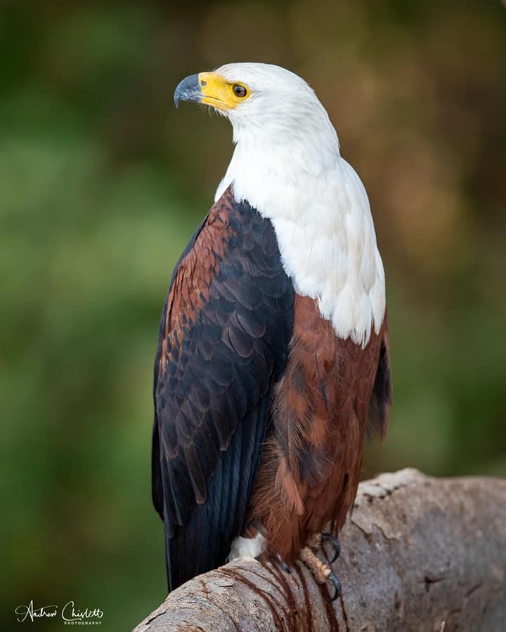 sharpest lens for wildlife fish eagle