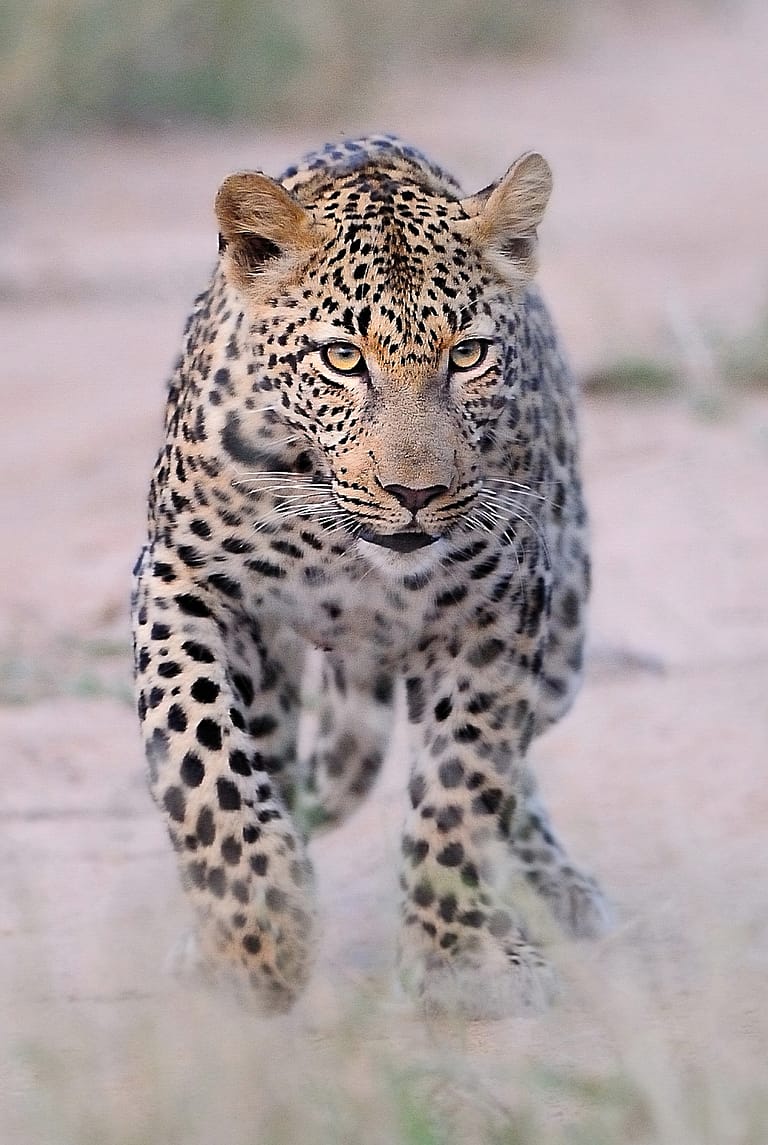 leopard running