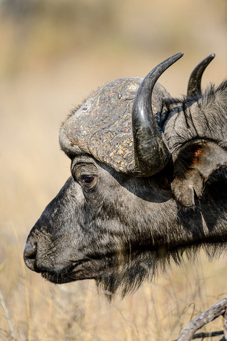 cape buffalo portrait