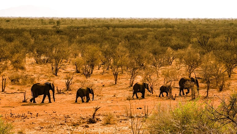 elephant herd madikwe