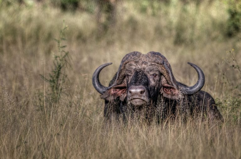 cape buffalo lying in grass