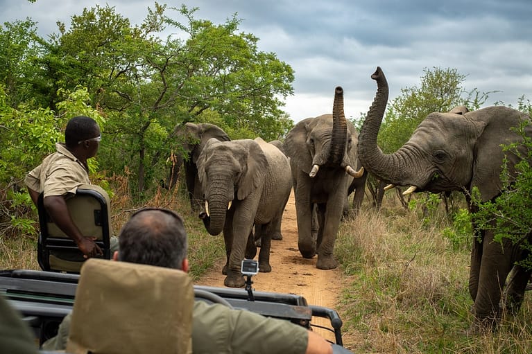 elephants charging vehicle