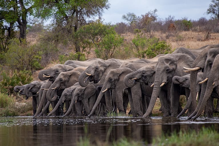 elephants drinking in dam