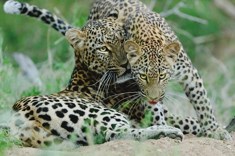 leopard mother and son