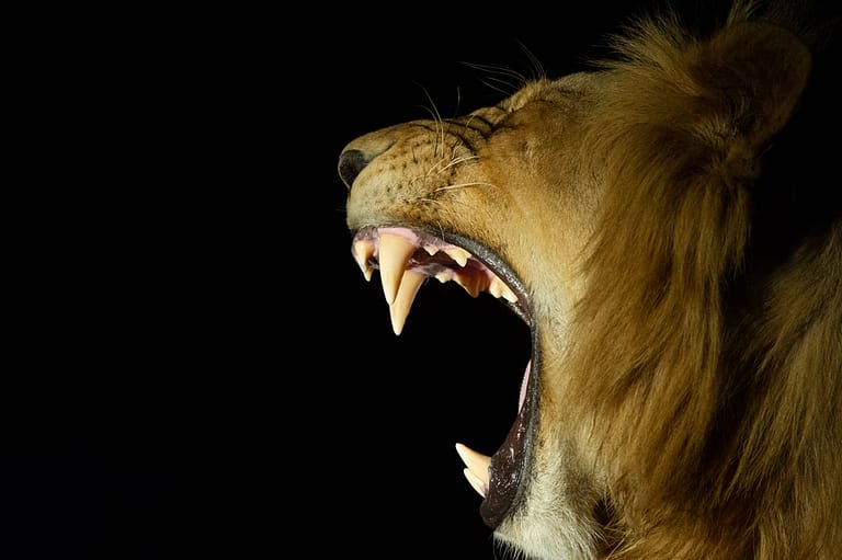 lion yawning at night