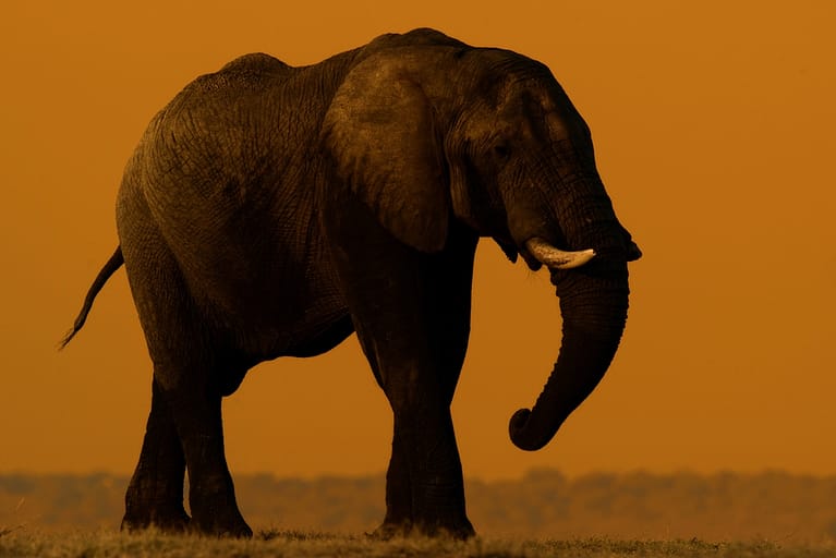 big 5|Elephant silhouette Chobe