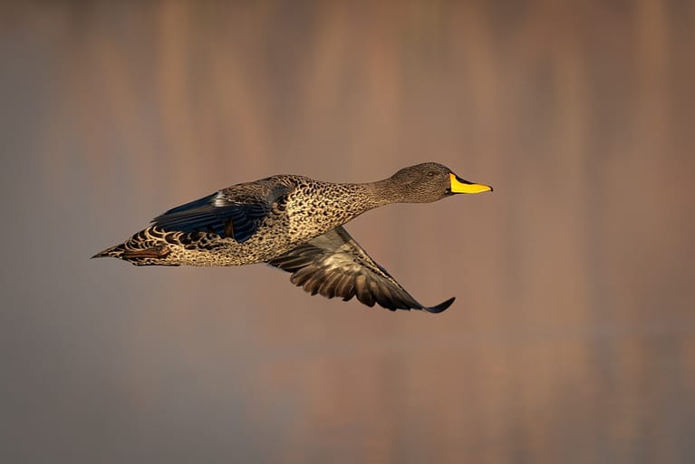 yellow billed duck in flight
