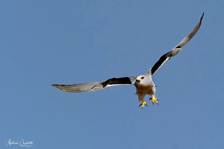 balck shouldered kite