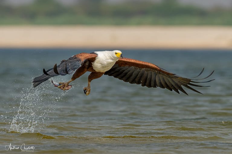 nikon z9 with 500mm pf fish eagle