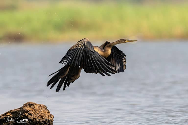 nikon z9 with 500mm pf african darter
