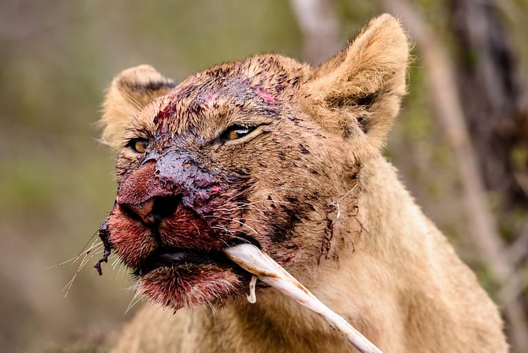 lion cub on buffalo kill