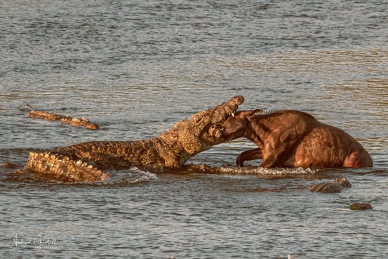 wildlife photography crocodile kill