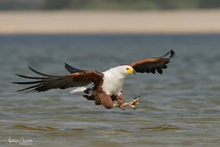 nikon z9 best wildlife photography camera african fish eagle hunting