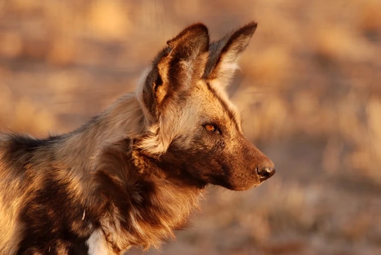 photographic destination botswana wild dog