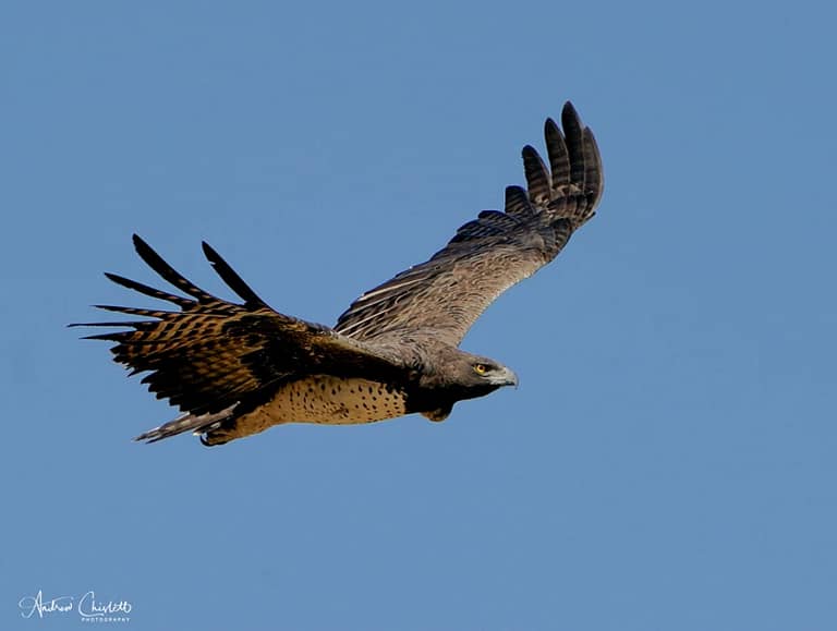 african birds martial eagle
