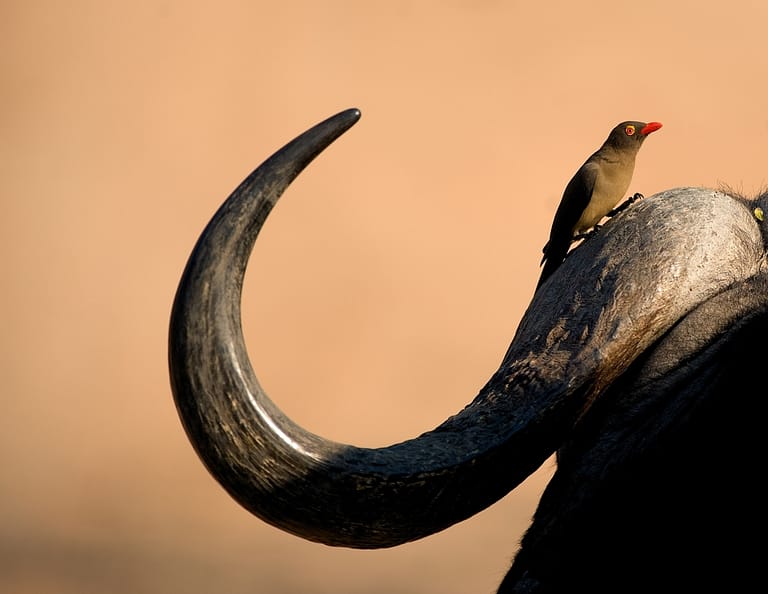 oxpecker on buffalo