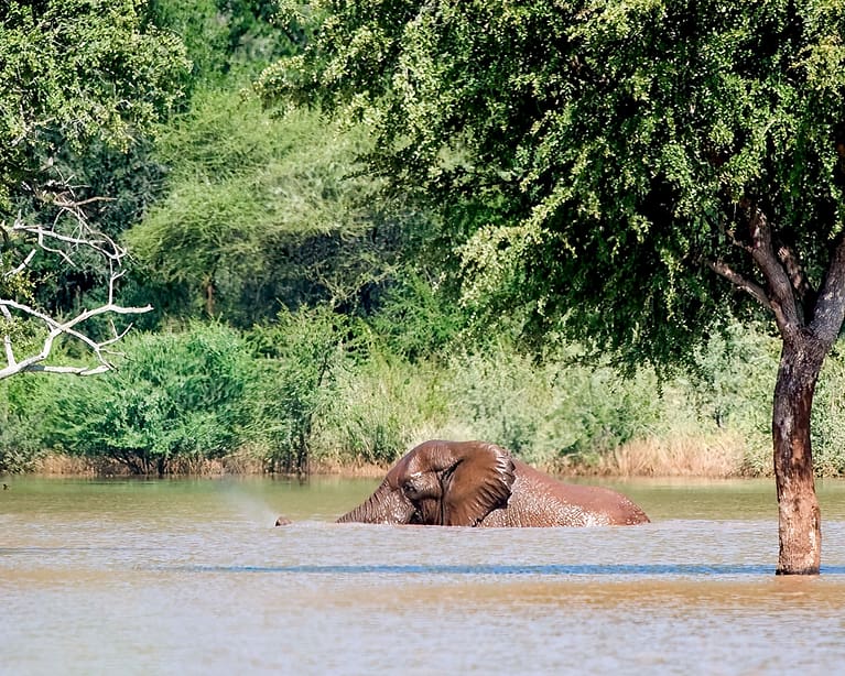 elephant swimming in dam