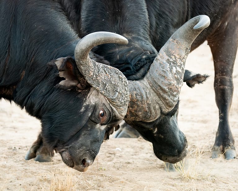 Buffalo bulls clashing