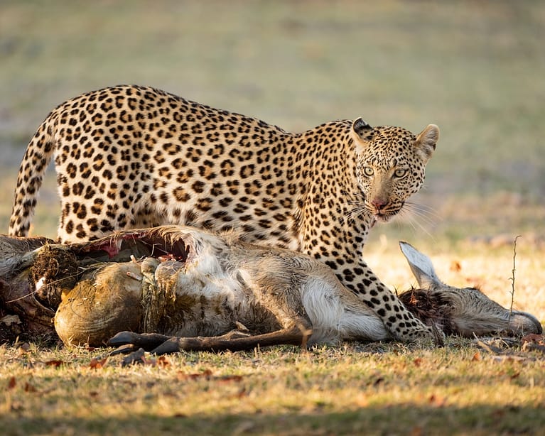female leopard with kill