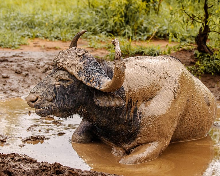 cape buffalo in mud hole