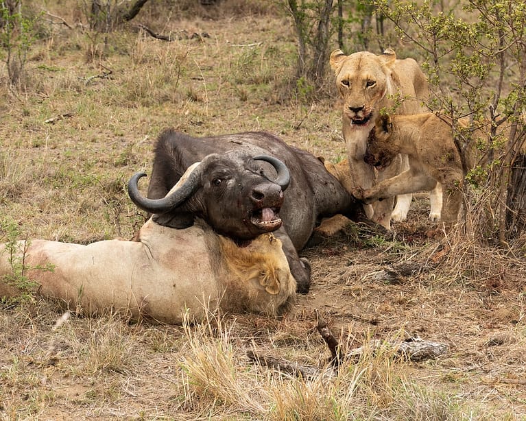 lions on buffalo kill