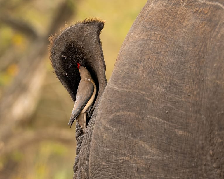 ox pecker