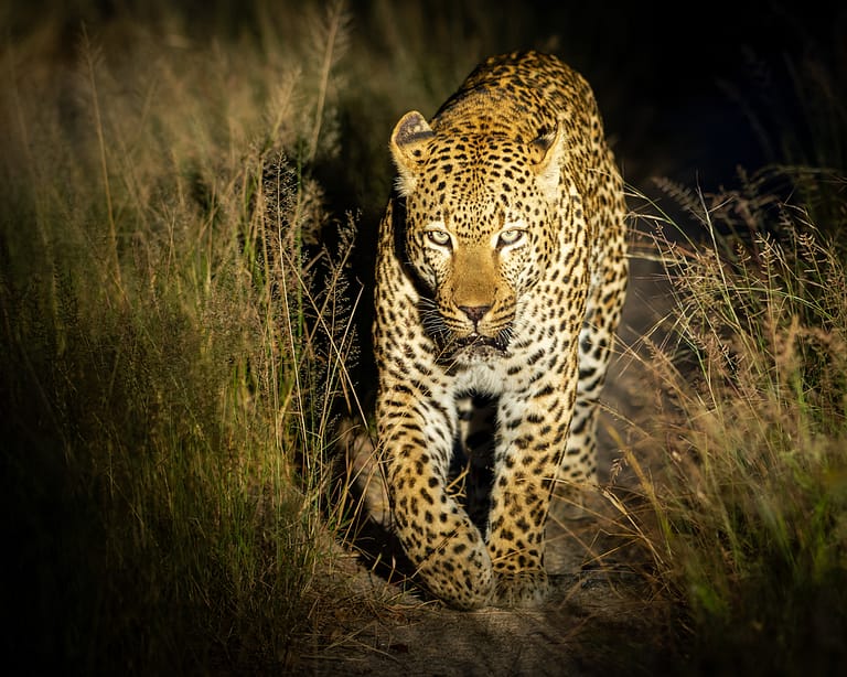 male leopard walking at night