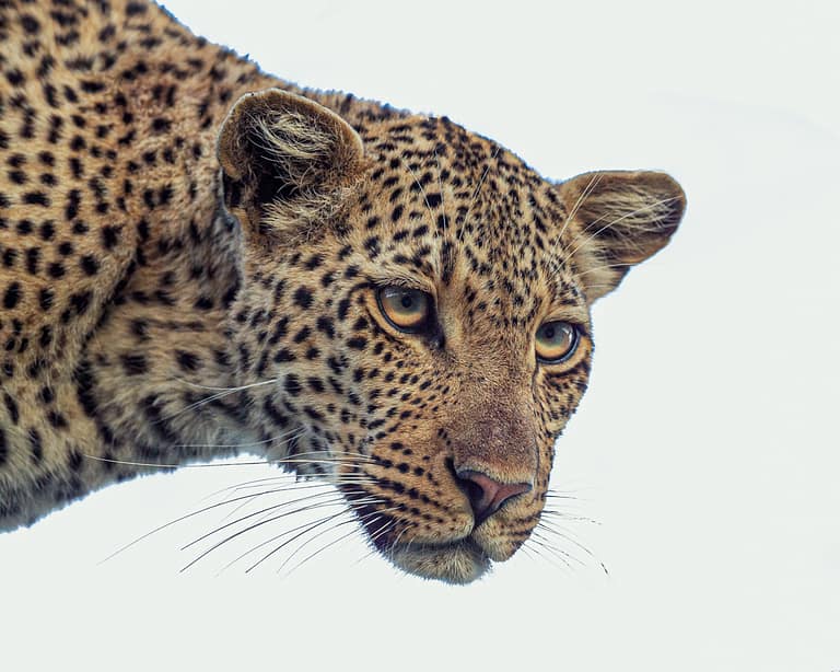 leopard portrait