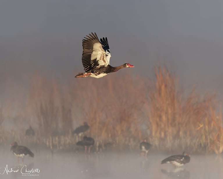 spur wing goose in flight