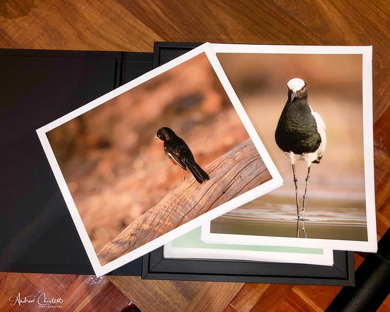 prints of bird images